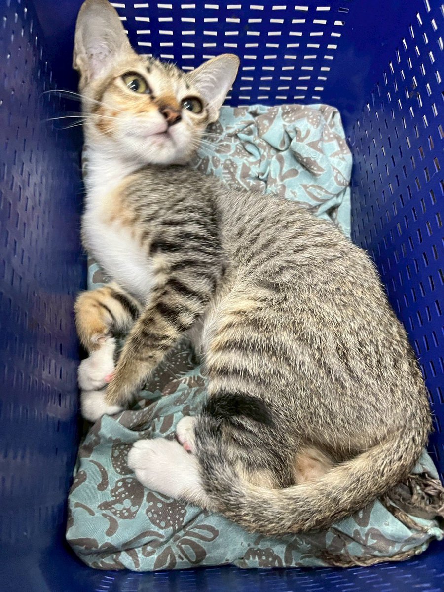 JohnJud | CUVET Animal Welfare Club tweet media