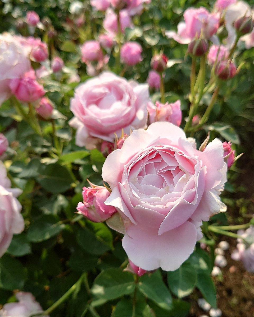 忽滑谷 史記 @Apple Roses tweet media