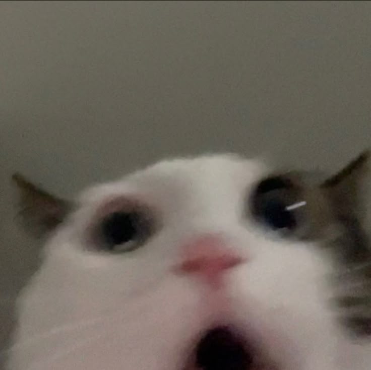 annie ִֶָ☾. 4SHOVILLEiscoming tweet media