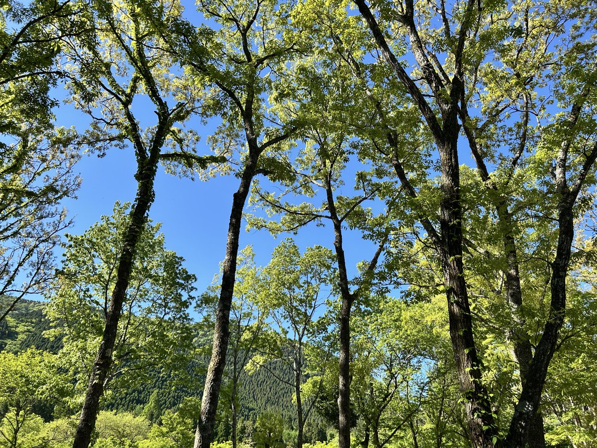 Kimmeg0422's tweet photo. 5月なのに初夏を思わせるバイクキャンプでした⛺️
ただし夜中は春用のシュラフで、凍えてしまいました😢
標高970mを舐めたら駄目ですね👎 https://t.co/dcNdOO9onE