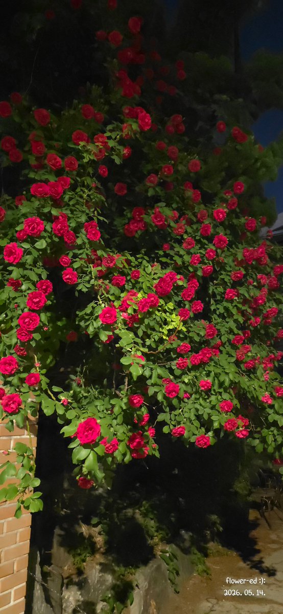 flower-ed tweet media