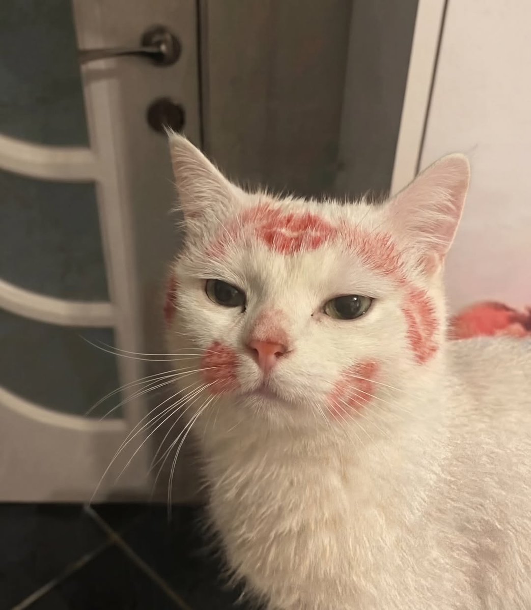 No Context Cats tweet media