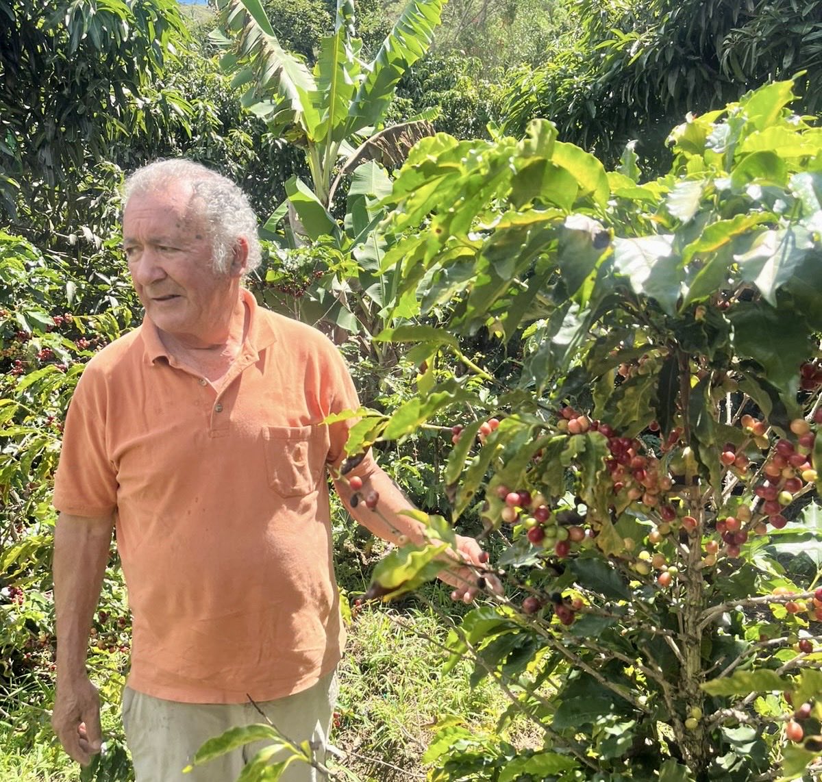 Agricultura_CZ7's tweet photo. #Loja | En coordinación con las organizaciones cafetaleras ASCAFEEL y APECAEL, de Loja y San Pedro de Vilcabamba, el #MAGP brinda asistencia técnica en la identificación de plagas y enfermedades, así como en los procesos de cosecha del cultivo de café.
#ElNuevoEcuador 👨‍🌾👩‍🌾🌱 https://t.co/oxrgdG5bTN