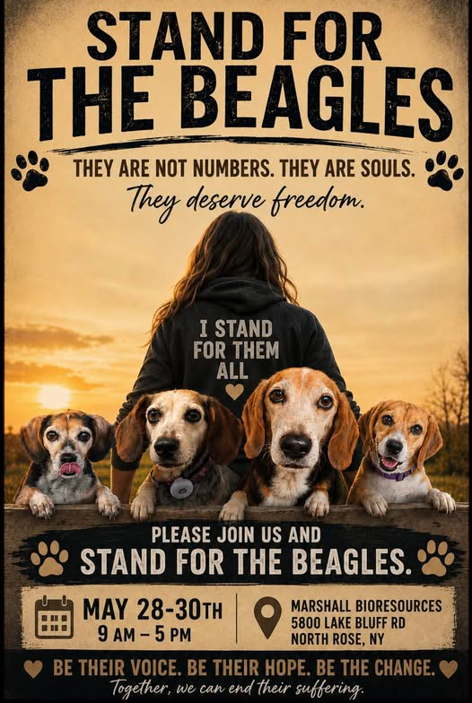 Beagle Lovers And Rescuers Inc. tweet media