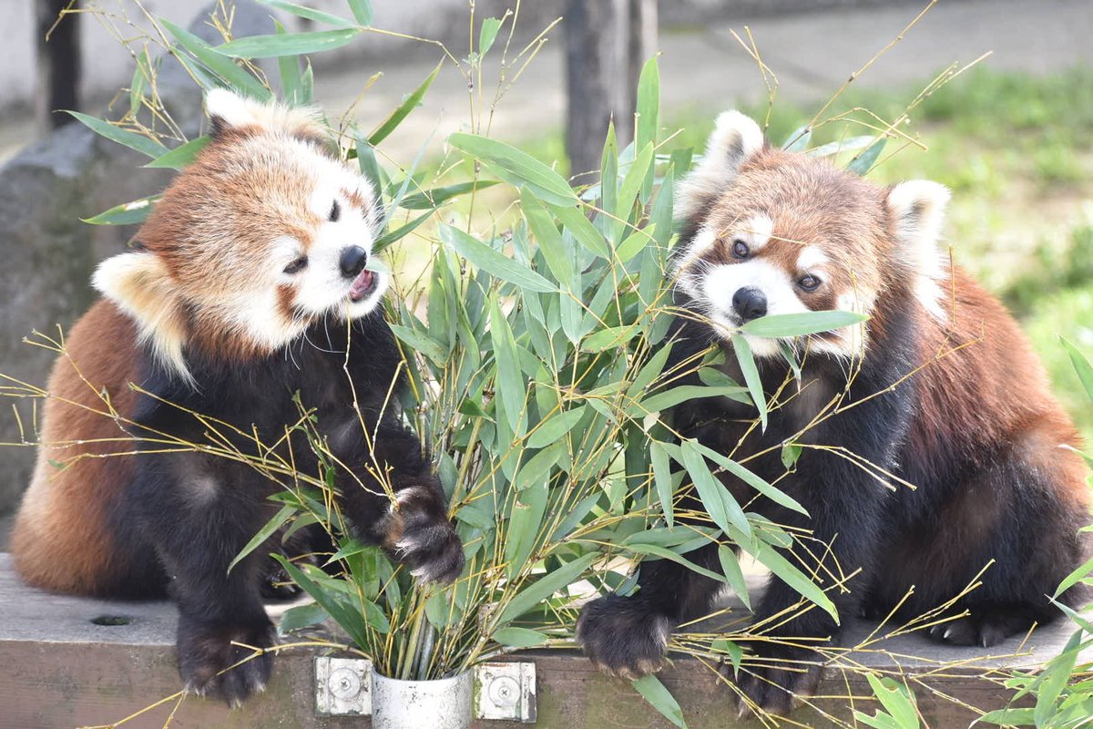 nbXbBrR08MvJeKF's tweet photo. 竹パン🎋
#ひなた　#令花　#レイファ
#レッサーパンダ
#大森山動物園 https://t.co/FZe8s2btbH