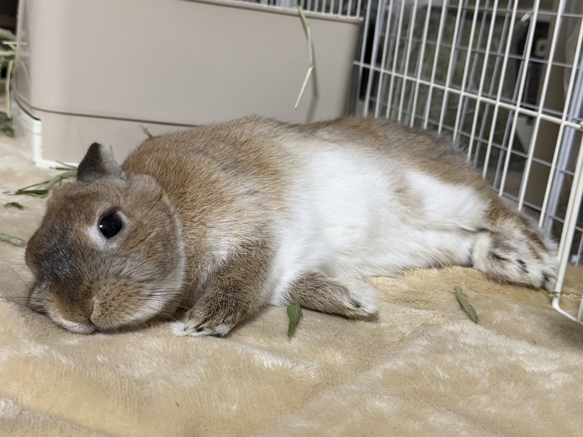 うさぎさんに幸せになってもらいましょう