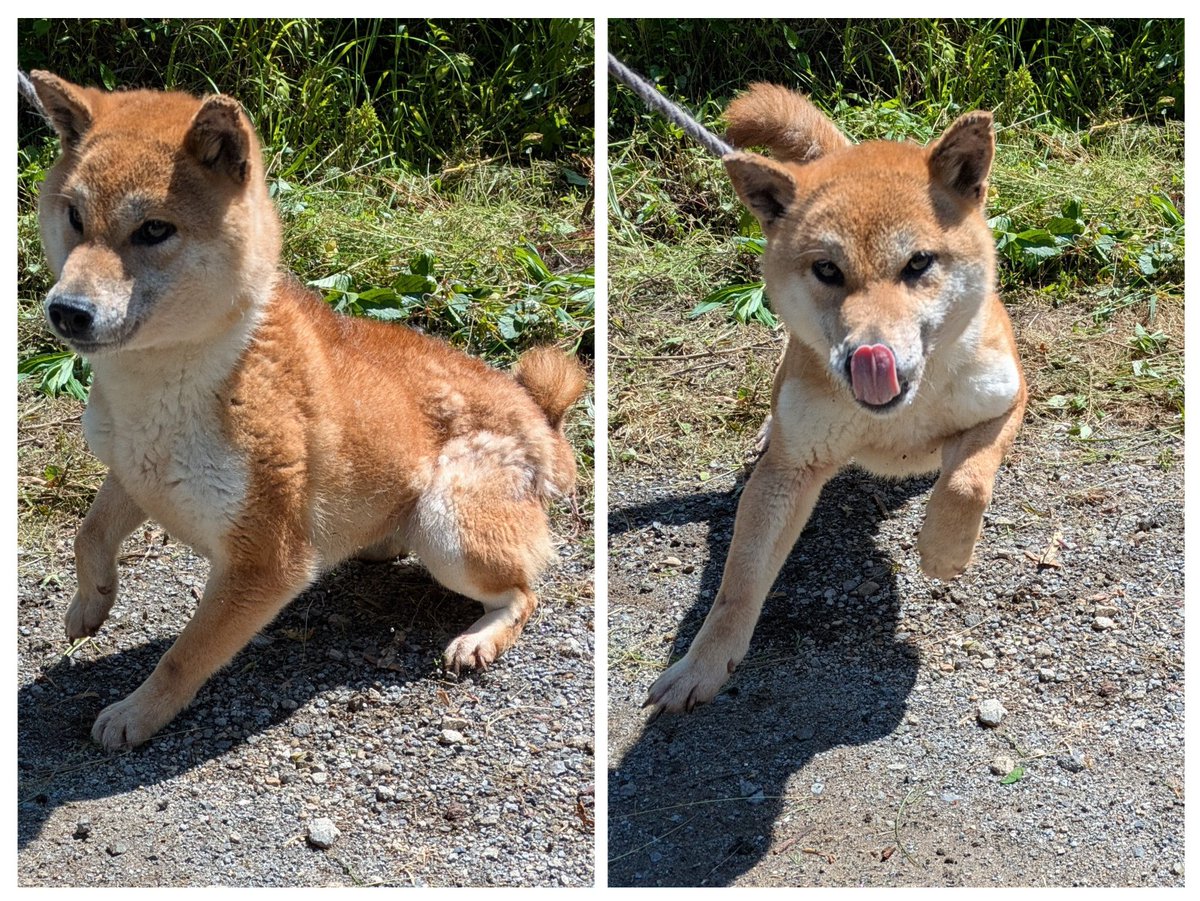 鹿児島県 #譲渡犬 #譲渡可能犬 #個人からの里親募集 #犬の飼い主さん