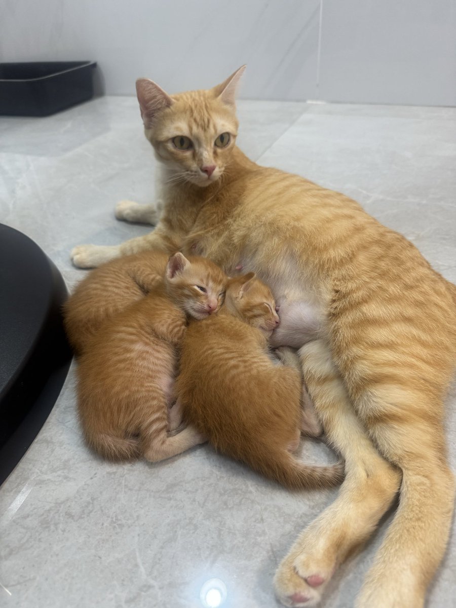 Ravipab4's tweet photo. 🐱แมวจรหาบ้านค่ะ เค้าตกรถหลงมาในซอย
- แม่แมวไม่เป็นหัด ไม่เป็นลิว ไม่มีเห็บหมัด
-ใช้กระบะทรายเป็น
- ลูกแมวตอนนี้ 1 เดือน ตัวผู้ล้วน พร้อมย้ายบ้านตอน 2 เดือน จะทำวัคซีนเข็มแรกให้ค่ะ

พิกัด: กทม พระราม3 
ติดต่อ: 0829714443 หรือ dm
#แมวหาบ้าน #แมวจร #แมวจรหาบ้าน https://t.co/ndwDGjq3hb