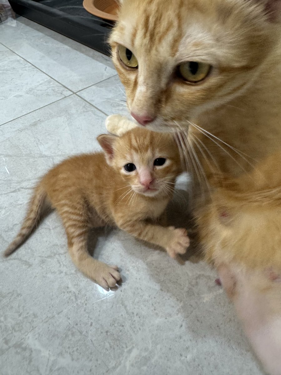Ravipab4's tweet photo. 🐱แมวจรหาบ้านค่ะ เค้าตกรถหลงมาในซอย
- แม่แมวไม่เป็นหัด ไม่เป็นลิว ไม่มีเห็บหมัด
-ใช้กระบะทรายเป็น
- ลูกแมวตอนนี้ 1 เดือน ตัวผู้ล้วน พร้อมย้ายบ้านตอน 2 เดือน จะทำวัคซีนเข็มแรกให้ค่ะ

พิกัด: กทม พระราม3 
ติดต่อ: 0829714443 หรือ dm
#แมวหาบ้าน #แมวจร #แมวจรหาบ้าน https://t.co/ndwDGjq3hb