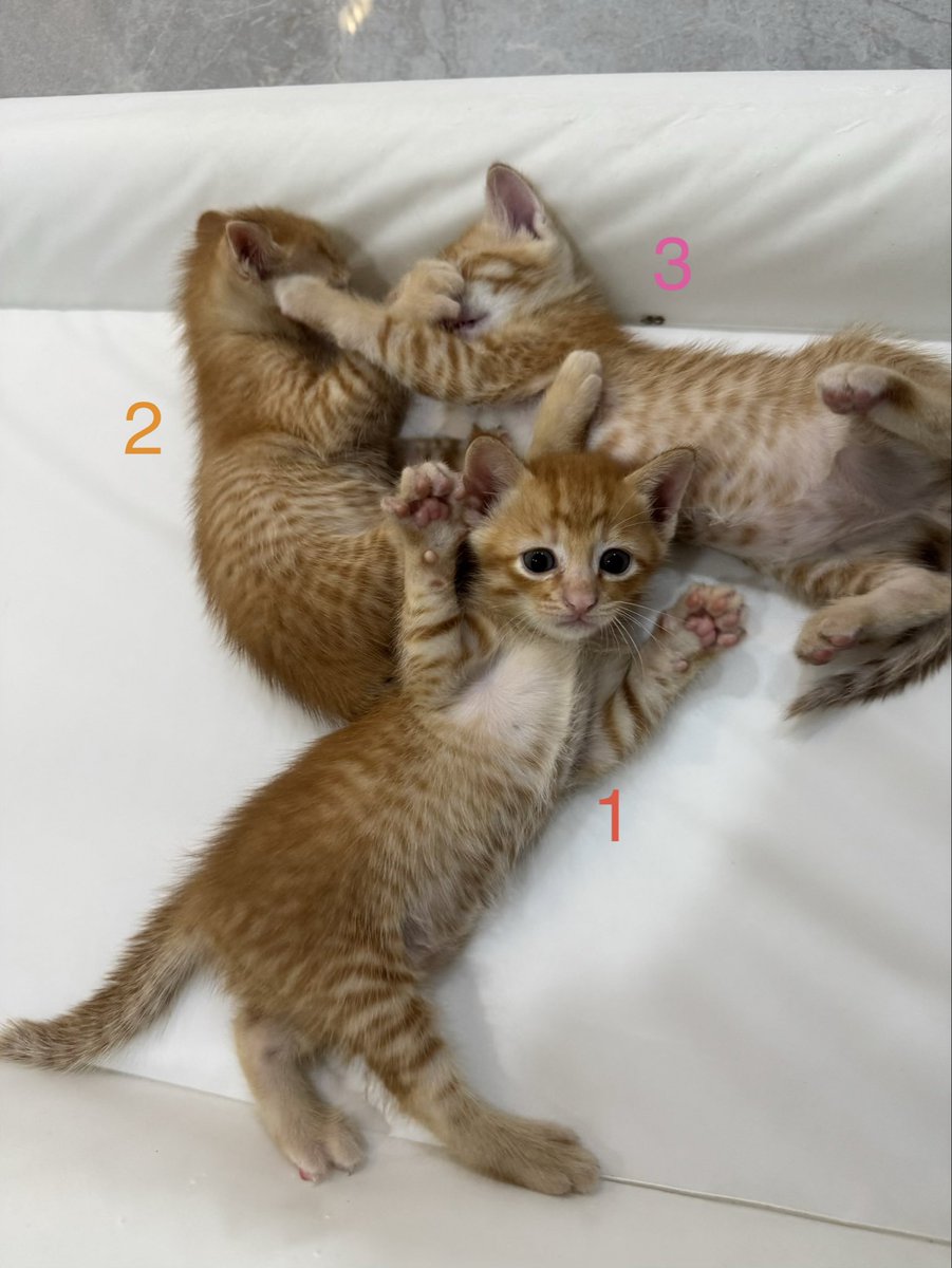 Ravipab4's tweet photo. 🐱แมวจรหาบ้านค่ะ เค้าตกรถหลงมาในซอย
- แม่แมวไม่เป็นหัด ไม่เป็นลิว ไม่มีเห็บหมัด
-ใช้กระบะทรายเป็น
- ลูกแมวตอนนี้ 1 เดือน ตัวผู้ล้วน พร้อมย้ายบ้านตอน 2 เดือน จะทำวัคซีนเข็มแรกให้ค่ะ

พิกัด: กทม พระราม3 
ติดต่อ: 0829714443 หรือ dm
#แมวหาบ้าน #แมวจร #แมวจรหาบ้าน https://t.co/ndwDGjq3hb