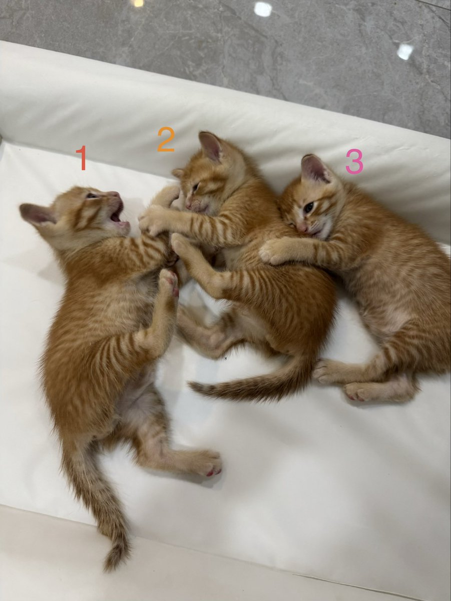 Ravipab4's tweet photo. 🐱แมวจรหาบ้านค่ะ เค้าตกรถหลงมาในซอย
- แม่แมวไม่เป็นหัด ไม่เป็นลิว ไม่มีเห็บหมัด
-ใช้กระบะทรายเป็น
- ลูกแมวตอนนี้ 1 เดือน ตัวผู้ล้วน พร้อมย้ายบ้านตอน 2 เดือน จะทำวัคซีนเข็มแรกให้ค่ะ

พิกัด: กทม พระราม3 
ติดต่อ: 0829714443 หรือ dm
#แมวหาบ้าน #แมวจร #แมวจรหาบ้าน https://t.co/ndwDGjq3hb