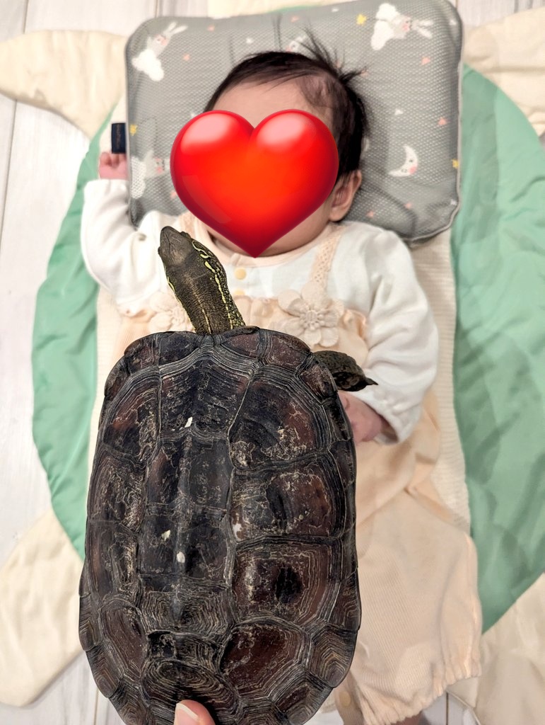 のこのこ🐢&おもち🐢 tweet media