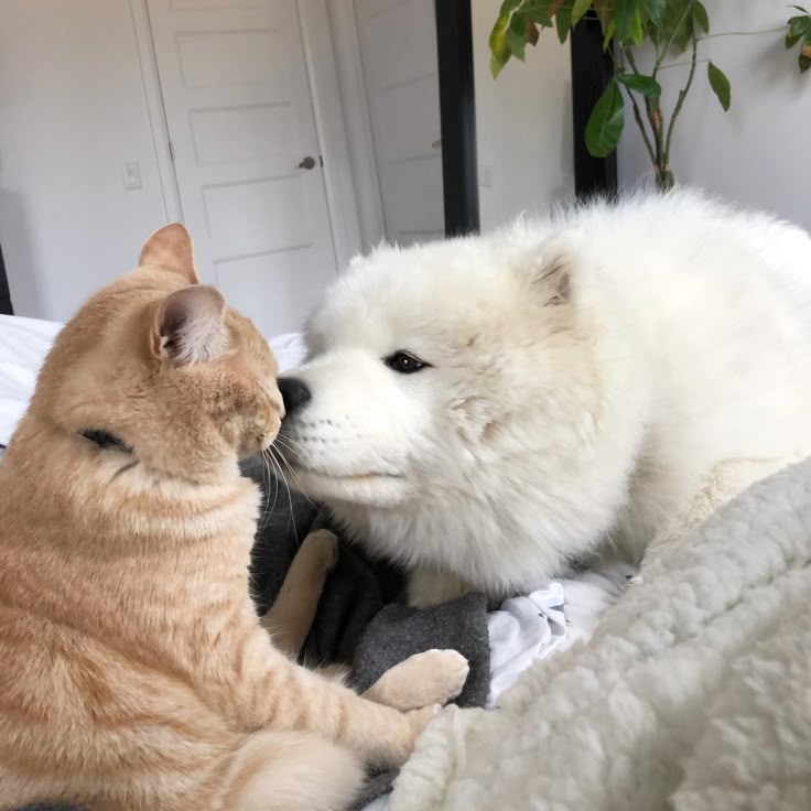 มัมหมีแมวว่าน ft.Mr.fanboy🐱 tweet media