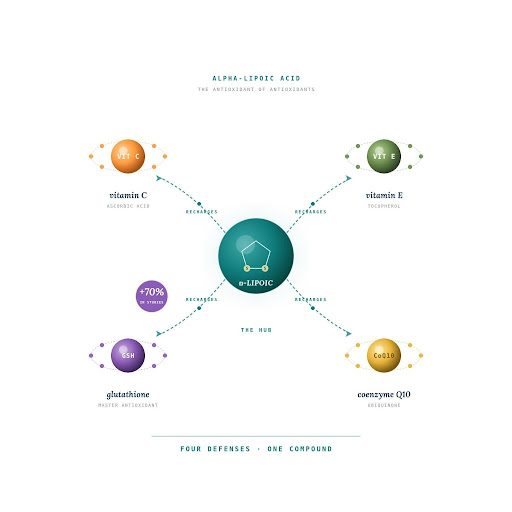 alpha lipoic acid neuropathy