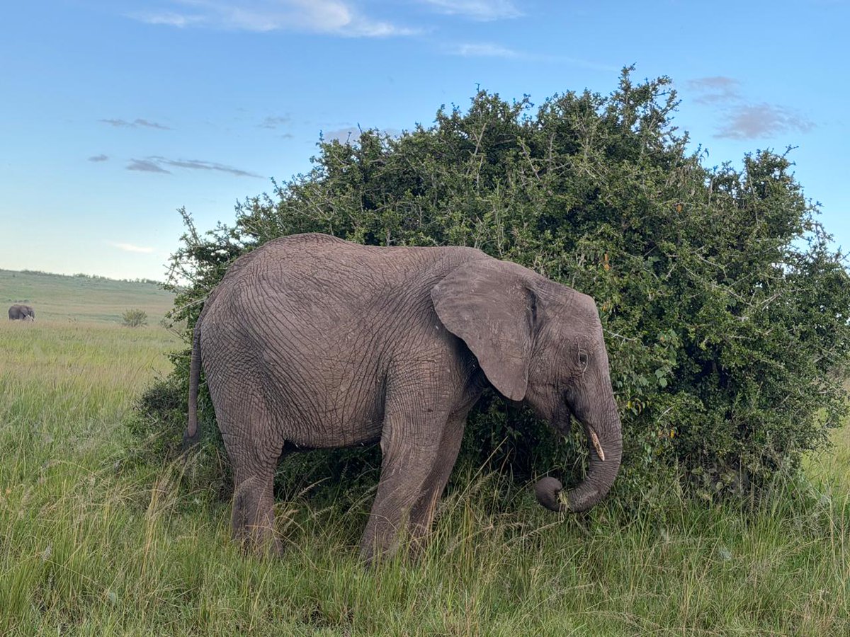 nature_exp's tweet photo. Is it true that #MaasaiMara Elephants are smaller in size than #Amboseli Elephants? https://t.co/fkArri76fj