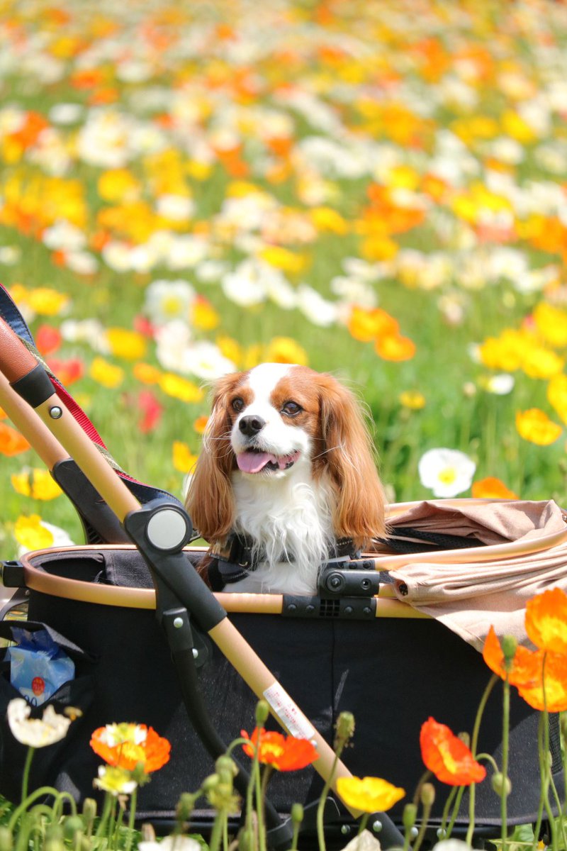 oliver_marimo's tweet photo. 愛犬の日を逃してしまいましたが、可愛い愛犬。
#キャバリア
#犬の居る生活
#愛犬の日 https://t.co/AjHnh3ksQK