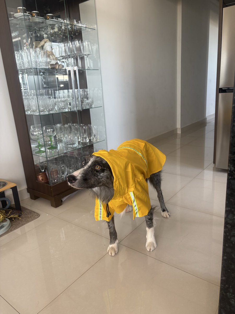 Gipiccini's tweet photo. Pronto pro chuva https://t.co/FzbFiGQVPa