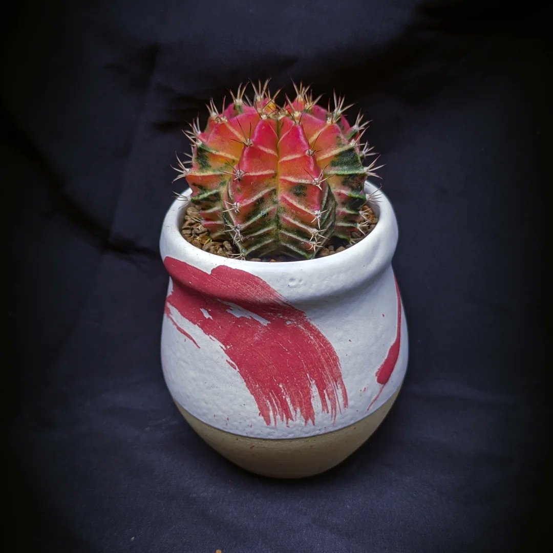 cactuary_'s tweet photo. Udah cakep kalo pake pot keramik .. 
🌵Gymnocalycium mihanovicii https://t.co/9K95HcxuSv