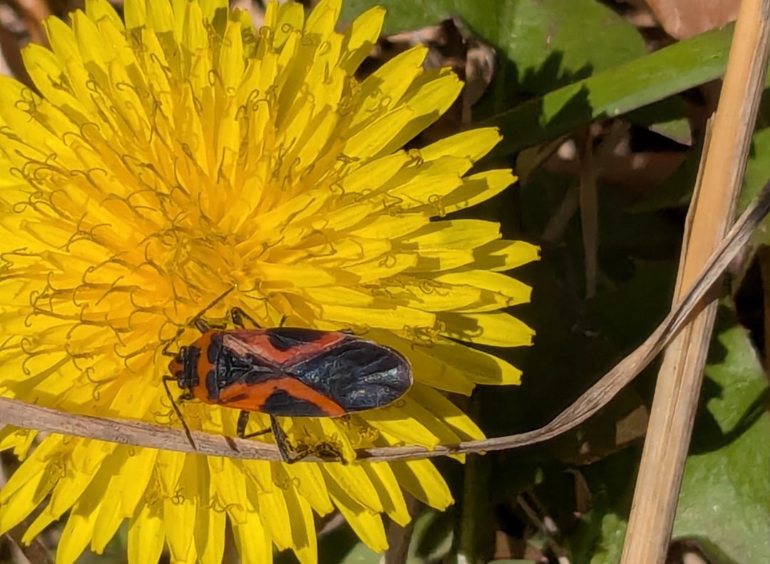 golddozer's tweet photo. Dandelions aren't really invasive by any measure. No state agency lists them as invasive, and multiple federal agencies (USDA, USFS) take care to specifically categorize them as naturalized. In wild areas they follow disturbance, do not displace natives, and fade after a decade. https://t.co/Bn6FeJezbt