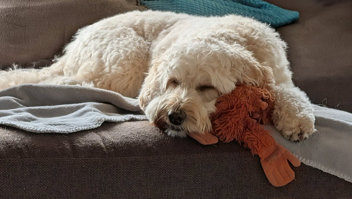 brunodoodle's tweet photo. Fijn tegen mijn knuffel aan.....😴 https://t.co/8MYhftWcMM