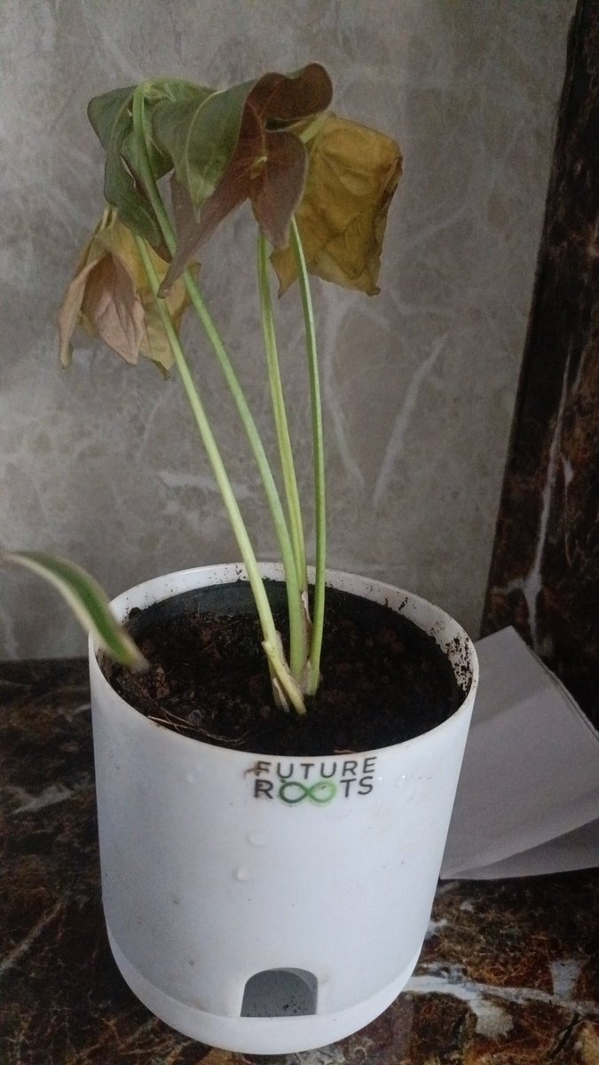 vikasgiri1986's tweet photo. @FutureRootsNet this is fraud online plants koi purchage na kare https://t.co/efoTciBMTY