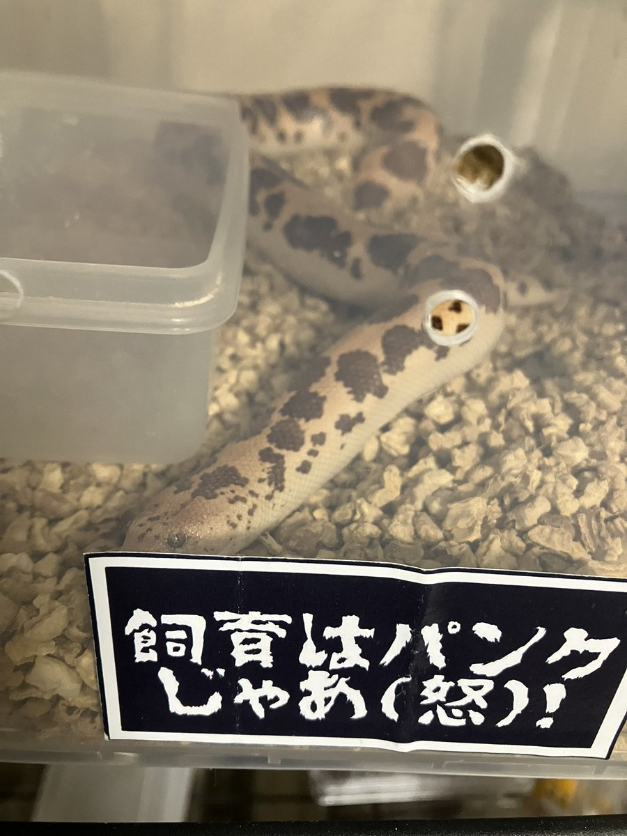 Tsutidapelma sp. “lot of hair” tweet media