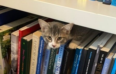 🇨🇦 Nico Carney, Purr Minister of Canada tweet media