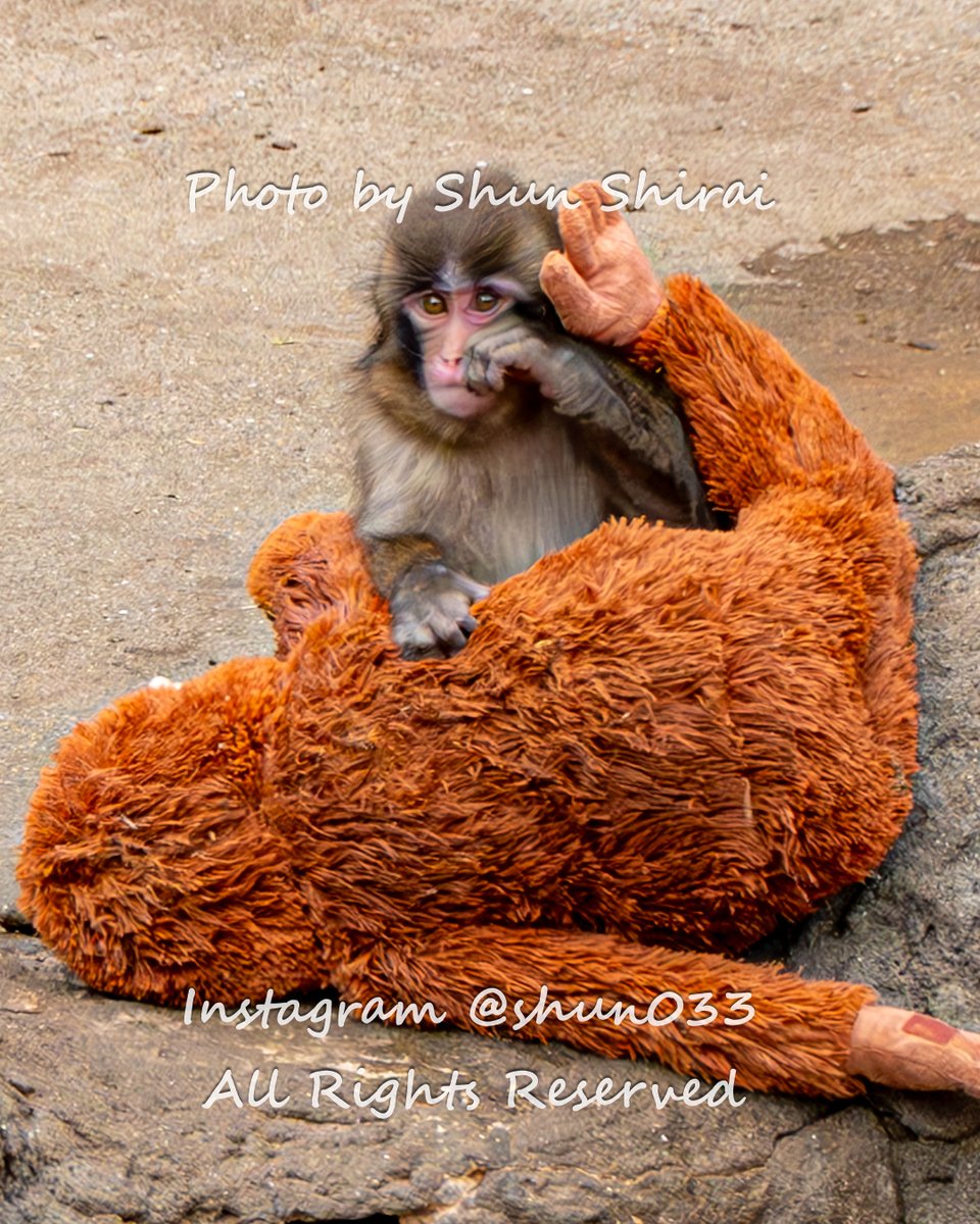 にゃんにゃんページ オランママにツッコまれる？パンチくん🐒 ©Shun Shirai – All Rights