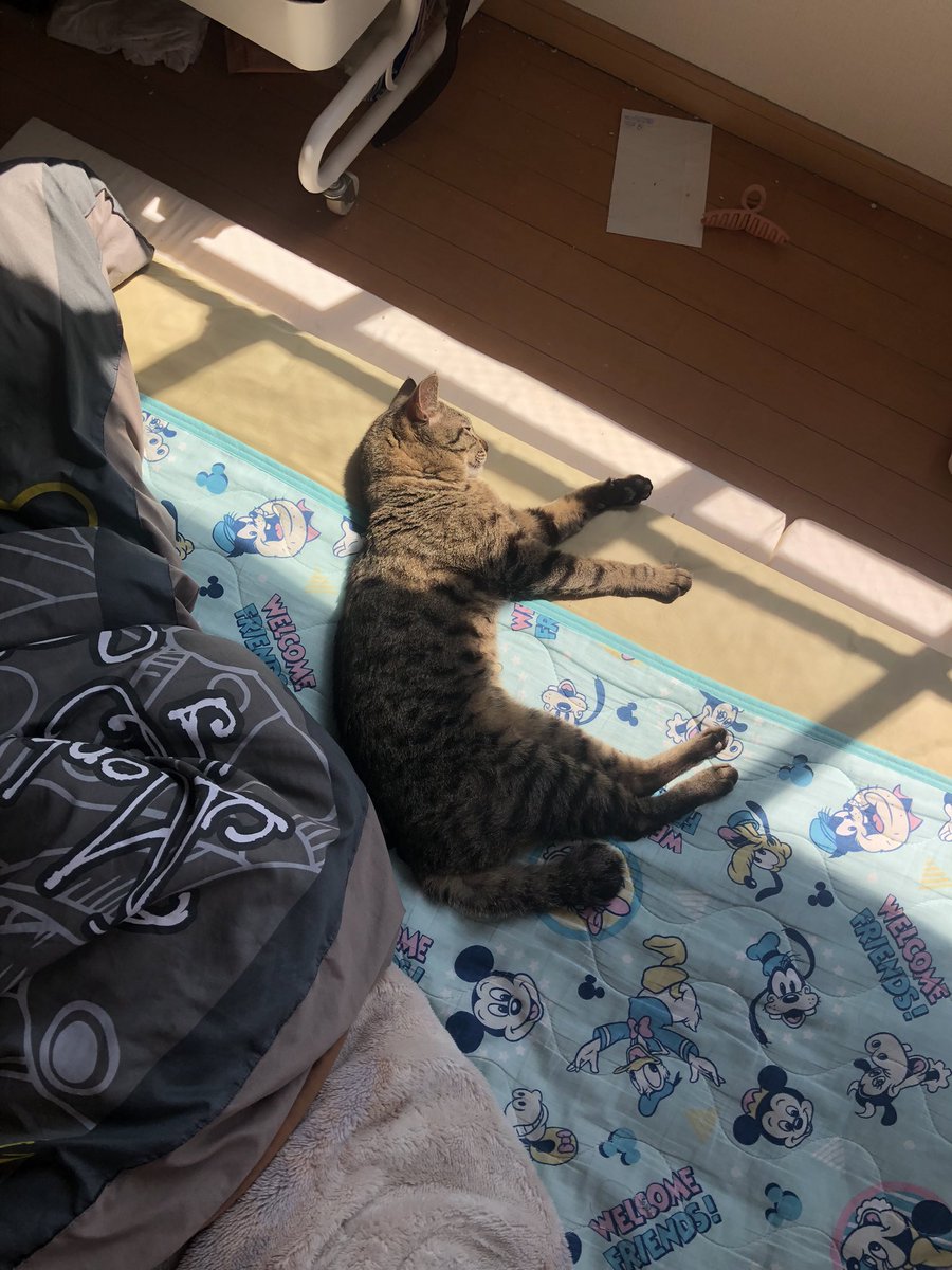 Silky_____Silky's tweet photo. 今日の朝キジトラが落ちてた https://t.co/318Iuj2poI