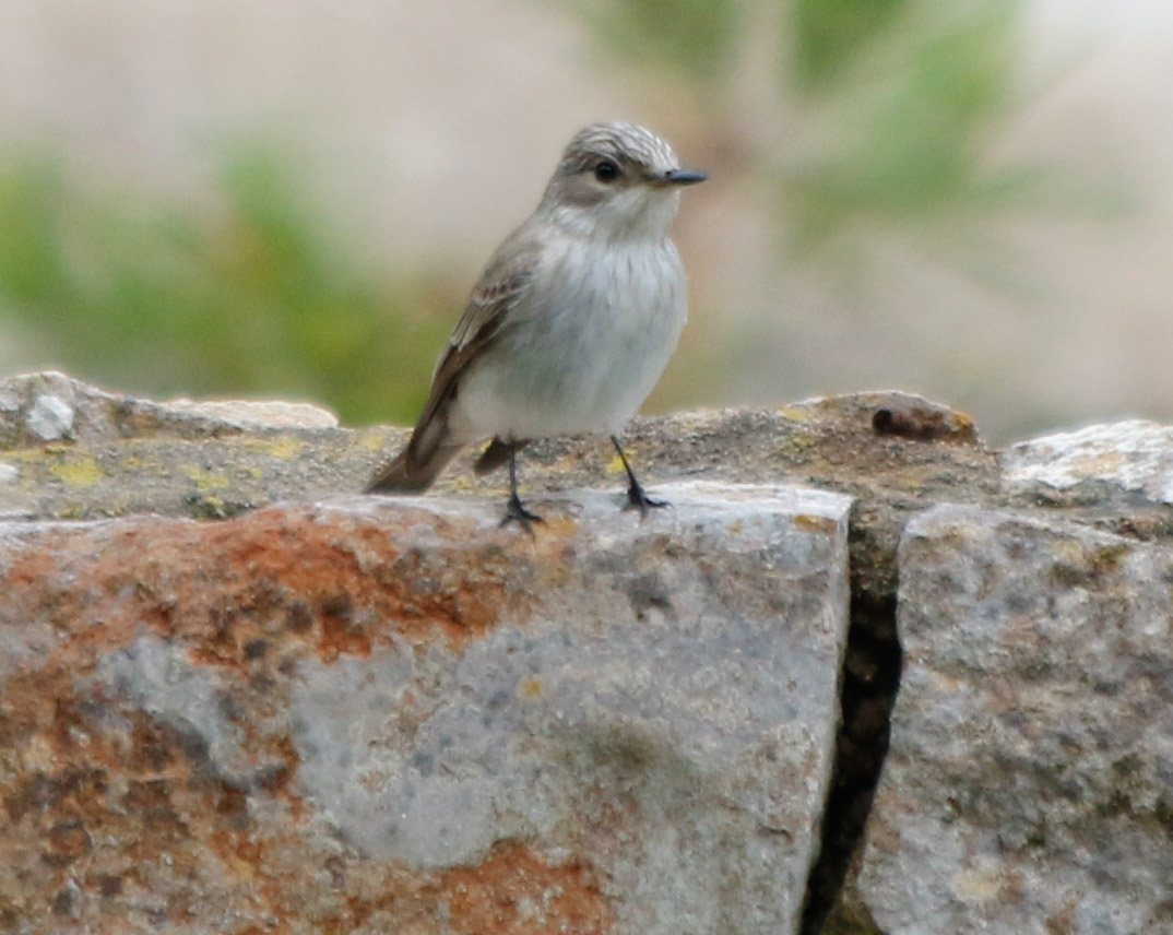 RobEmery13's tweet photo. Mediterranean Flycatchers everywhere in Menorca.
Booted eagles,Red kite,Egyptian vulture,Turtle doves and Tawny pipits.Superb place to visit. https://t.co/flyekswES7