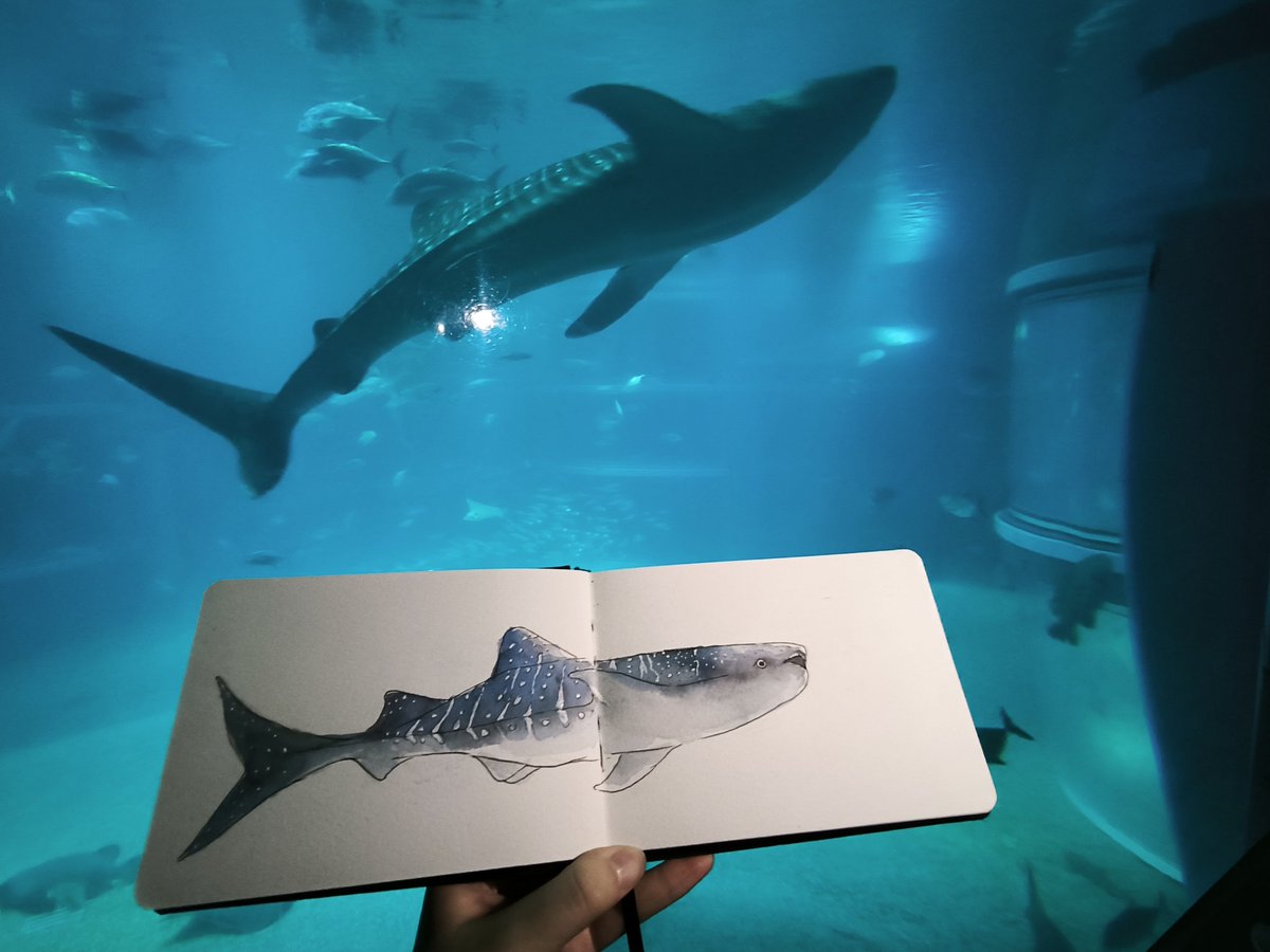 keropanchuart's tweet photo. whale shark drawing with whale shark

#jinbesan #whaleshark https://t.co/VxasQxEyYQ
