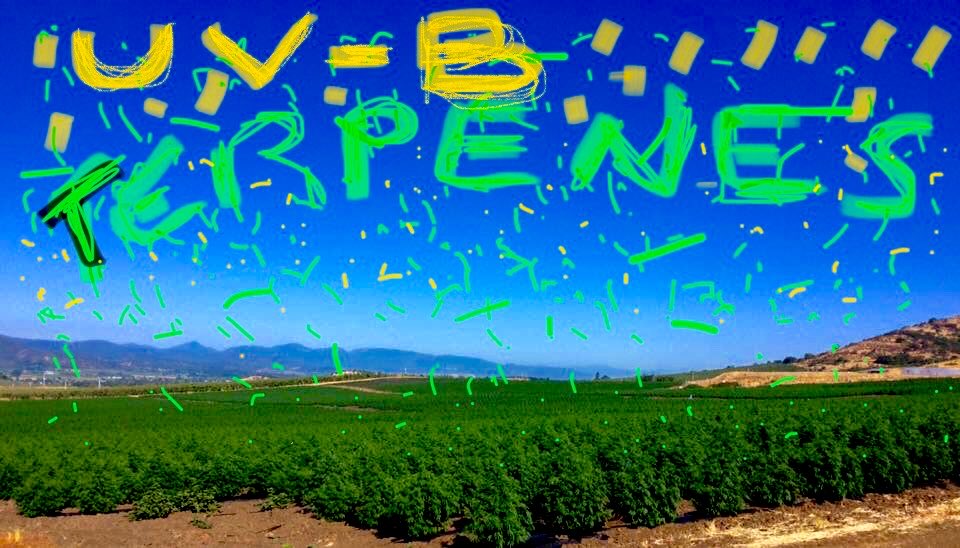 projectpeace's tweet photo. Increasing solar #UVB radiation is the greatest threat to the Earth’s Natural Order that there is.
#Cannabis is the only crop that can reverse
Increasing UV-B radiation at the earth’s surface & potential effects on aqueous mercury cycling & toxicity
👉🏼 https://t.co/YrdrgVVQrL https://t.co/3i1fpdhROo