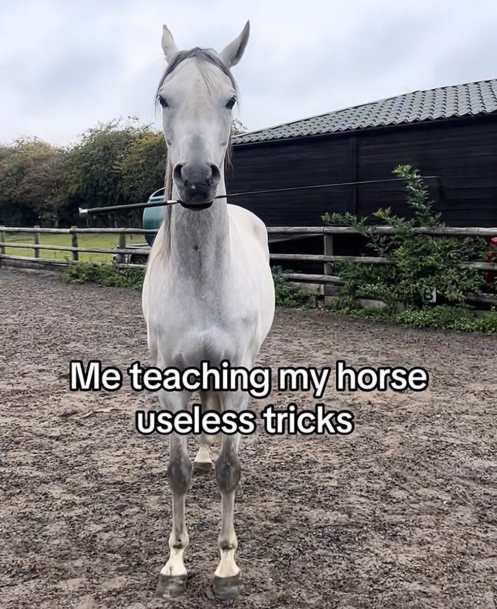 horseimage's tweet photo. https://t.co/iqXiLlsLfL