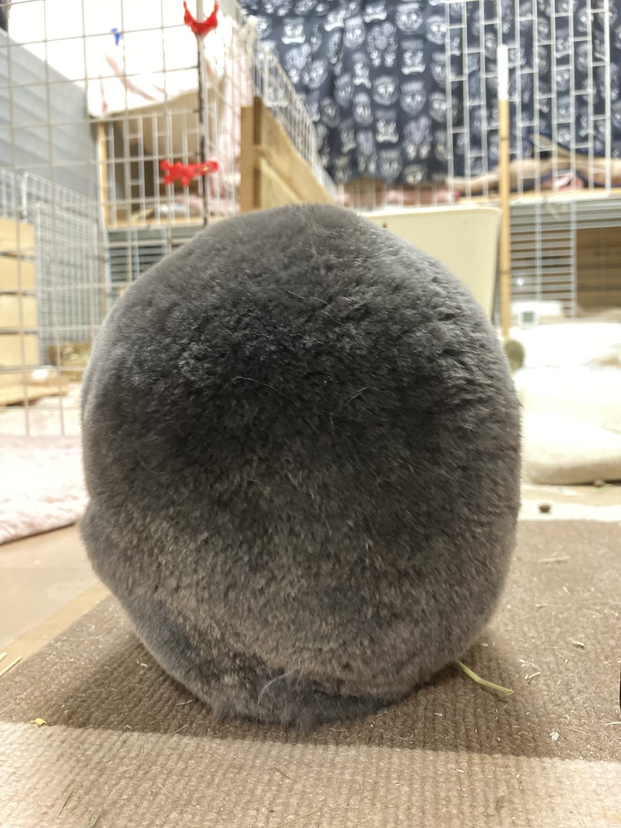 Bobo0418Rabbit's tweet photo. これはうさぎです🐰
たぶん。。

#うさぎ #後ろ姿 #まんまる #ミニレッキス https://t.co/OTKHcWKSpW