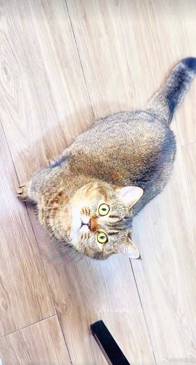 Sunshine Leo⛅️ || อาลี่ลูกแม่🦊 tweet media