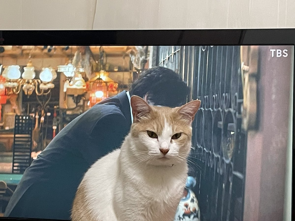 画面が見えないんですが猫様、すいませんそこをどいておくんなまし