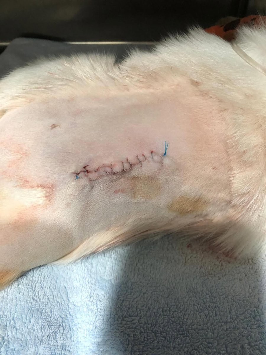iA1iaaa's tweet photo. Hello everyone. I’m helping a friend with a rescue case for a sweet cat named Manja.

Before this, Manja was rescued after being hit by a car and suffered a fractured pelvis while she was pregnant. Manja has successfully undergone pelvis surgery as well as spay &amp; abort treatment. https://t.co/X8jb40941s