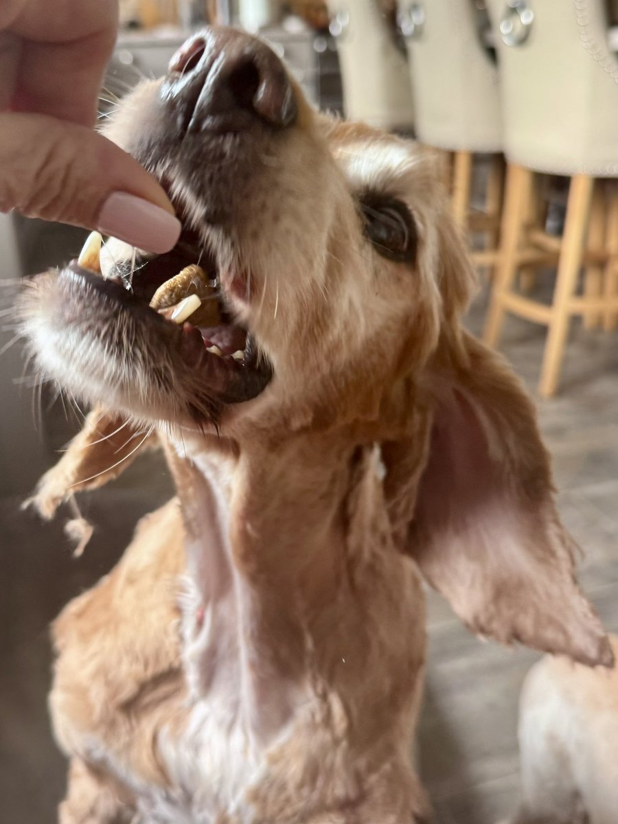 SpanielsSuper's tweet photo. Did we mention that #FurThief @GinoCitronni brought us treats?
They were epic
& the biscuits…… #Mmmmmm #Delicious https://t.co/eHxjbPCKHW