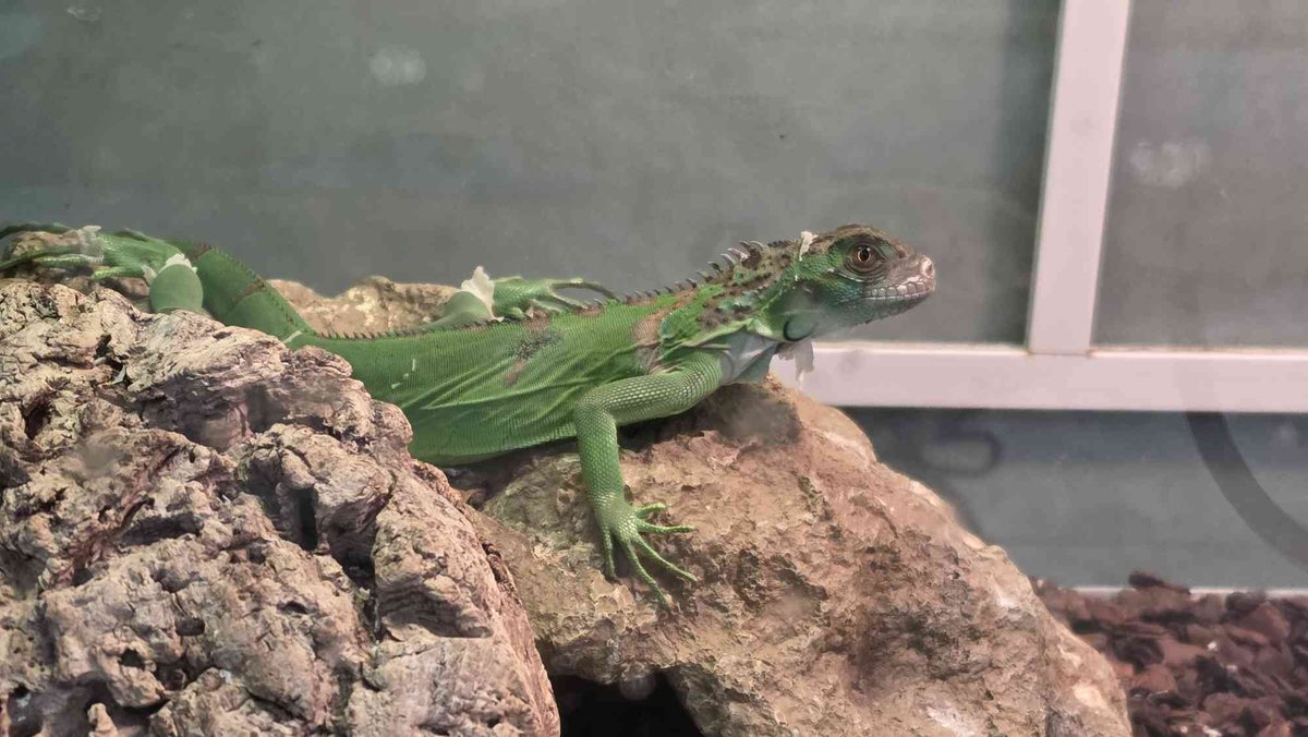 _Hiragaa's tweet photo. HEY GUYS I GOT CAPTURED AND I NEED YOUR HELP TO GET OUT 🦎👑‼️
🔴:https://t.co/iHP0chilbz https://t.co/tiLVVGXiin