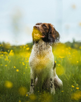 WatersafeUK's tweet photo. 🐾 @SouthernWater sniffer dogs have a 95% success rate of sniffing out leaks in pipes under streams, fields and woodland. Hidden household leaks are just as sneaky – and our WaterSafe-registered installers are just as skilled!

https://t.co/38kk1XsNb3 https://t.co/QoZEe7bO71
