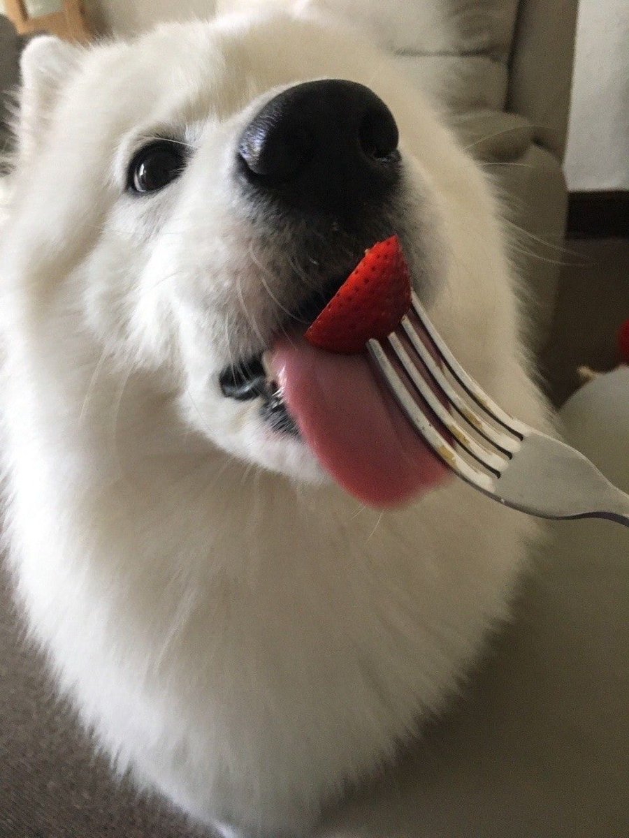dogs so cute that could save the world tweet media