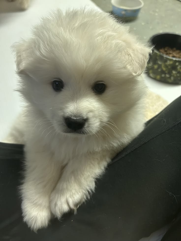 dogs so cute that could save the world tweet media