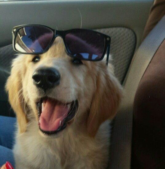 dogs so cute that could save the world tweet media