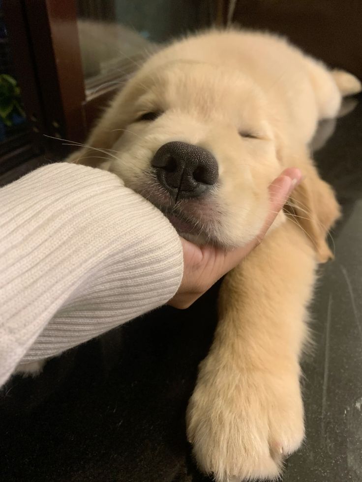 dogs so cute that could save the world tweet media