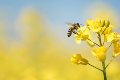 WatersafeUK's tweet photo. 🐝 Happy #WorldBeeDay
Thank you to all our leak-busting registered installers, doing their bit to prevent water waste – protecting wildlife and making sure there’s enough water to go around.
#WorldBeeDay #SaveWater #WaterSafe https://t.co/rgYpmeGyBr