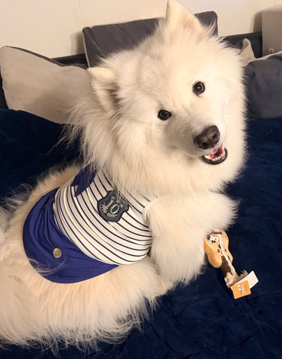 サモエドのソラン soran the samoyed tweet media