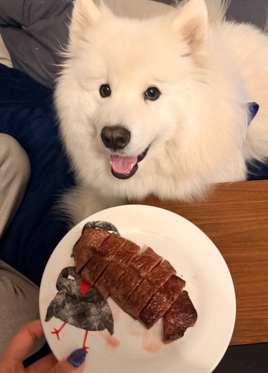 サモエドのソラン soran the samoyed tweet media
