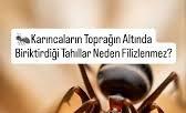 KulturPerma's tweet photo. Karıncalar, Topladıkları Tohumları Yeraltındaki Yuvalarında Saklarken Filizlenmelerini Engellemek Amacıyla 2ye Bölerler
İstisnai Olarak Kişnişleri 4e Bölerler
Çünkü Kişniş Tohumu 2ye Bölünse Dahi Filizlenebilen Nadir Bitkilerdendir
Karınca Bunu Nereden Biliyor ? https://t.co/2X34cCqcKx