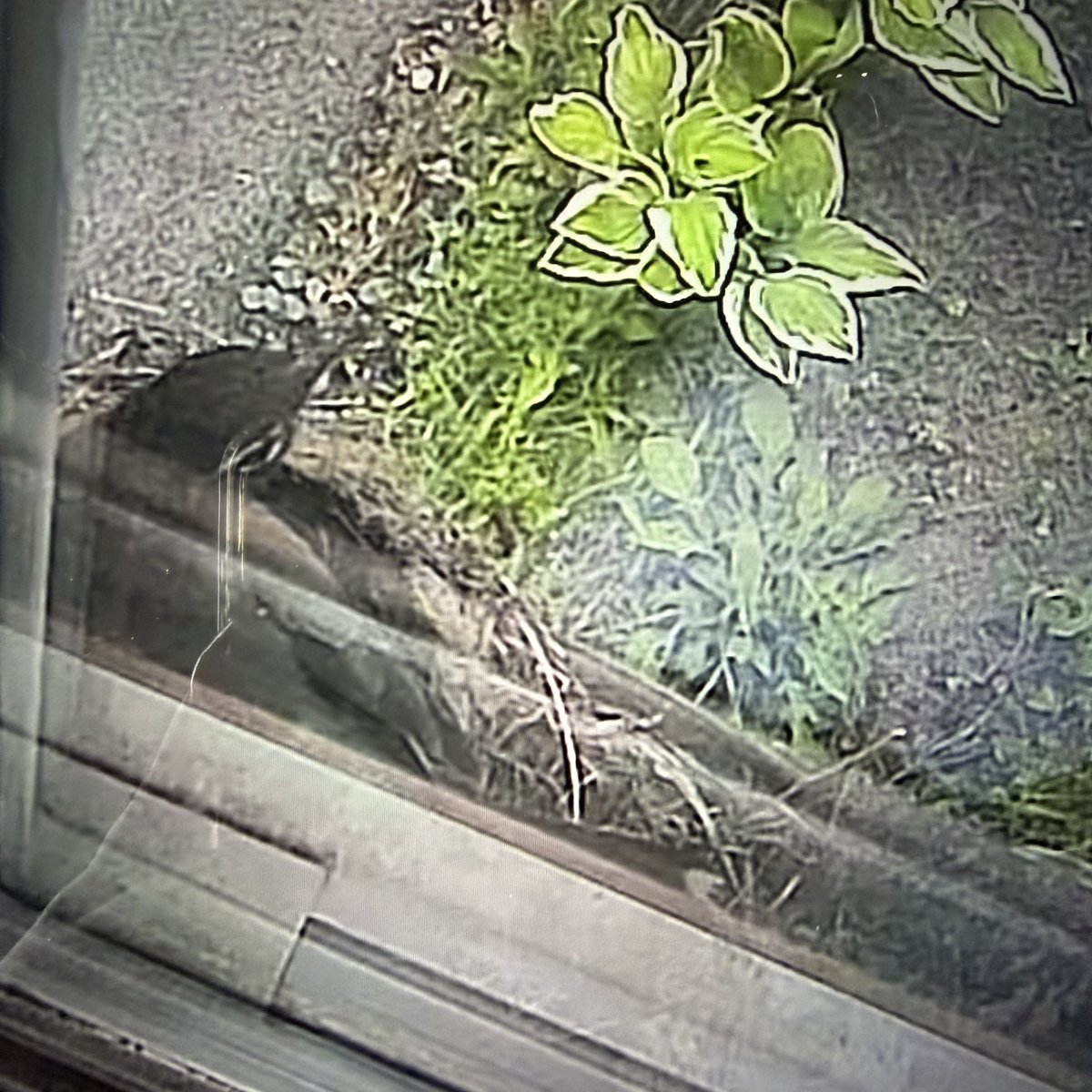 a northern flicker with “issues” tweet media