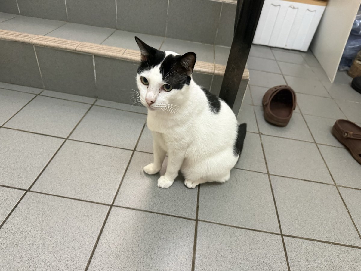 NorfazreenaF's tweet photo. Mooyan with his sleepy face 😹😹
He just woke up because all the RAs have full-day classes today.

@UMSHatcheryTeam https://t.co/8xT7antytK